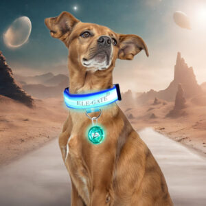 Collar Para Mascota Iluminado Con Luz Led y Bola Led RGB