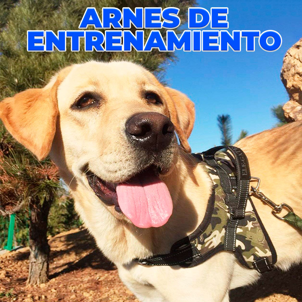 Pechera con Arnés, Correa y Bandas Reflectantes para Perros - Talla M