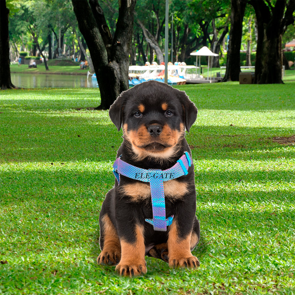 Arnés para Perros Pequeños con Correa Circular - Image 2