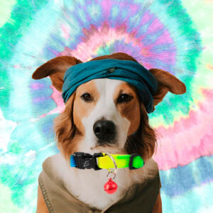 Collar Ajustable de colores degradados para Mascotas 