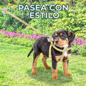 Correa y Arnés con Moñito