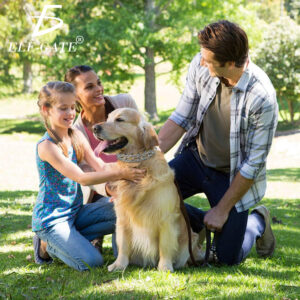 Collar de Adiestramiento Resistente y Ajustable para Perros